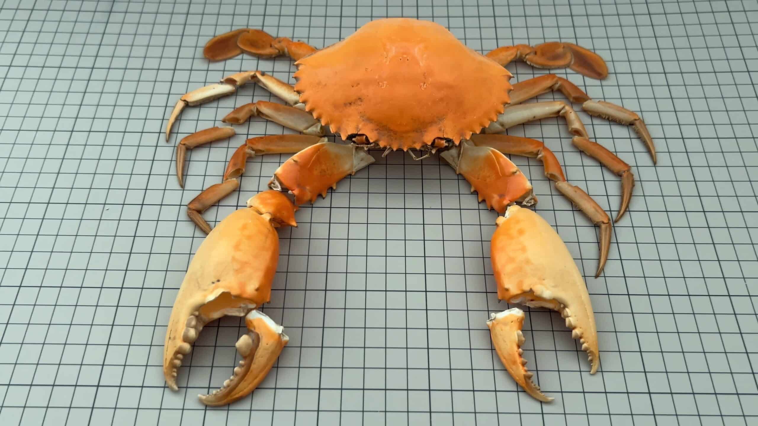 Crab Shell scaled