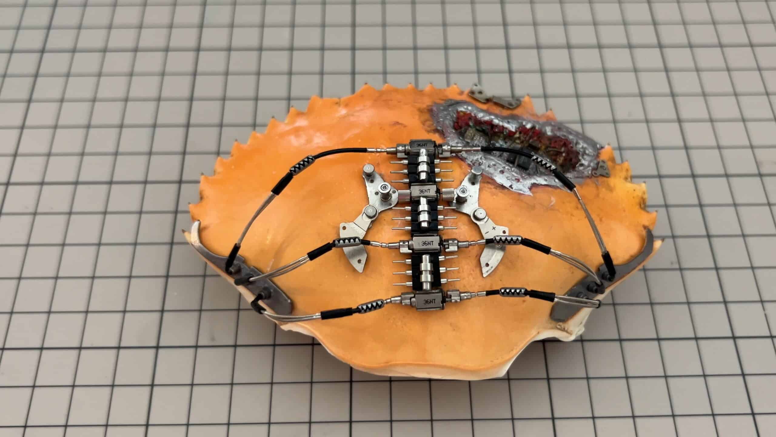 crab shell modification scaled